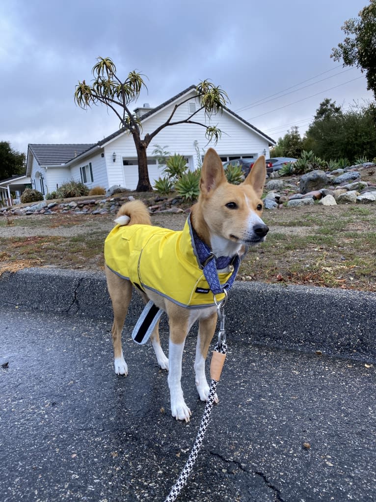 Ebo, a Basenji and Miniature Schnauzer mix tested with EmbarkVet.com