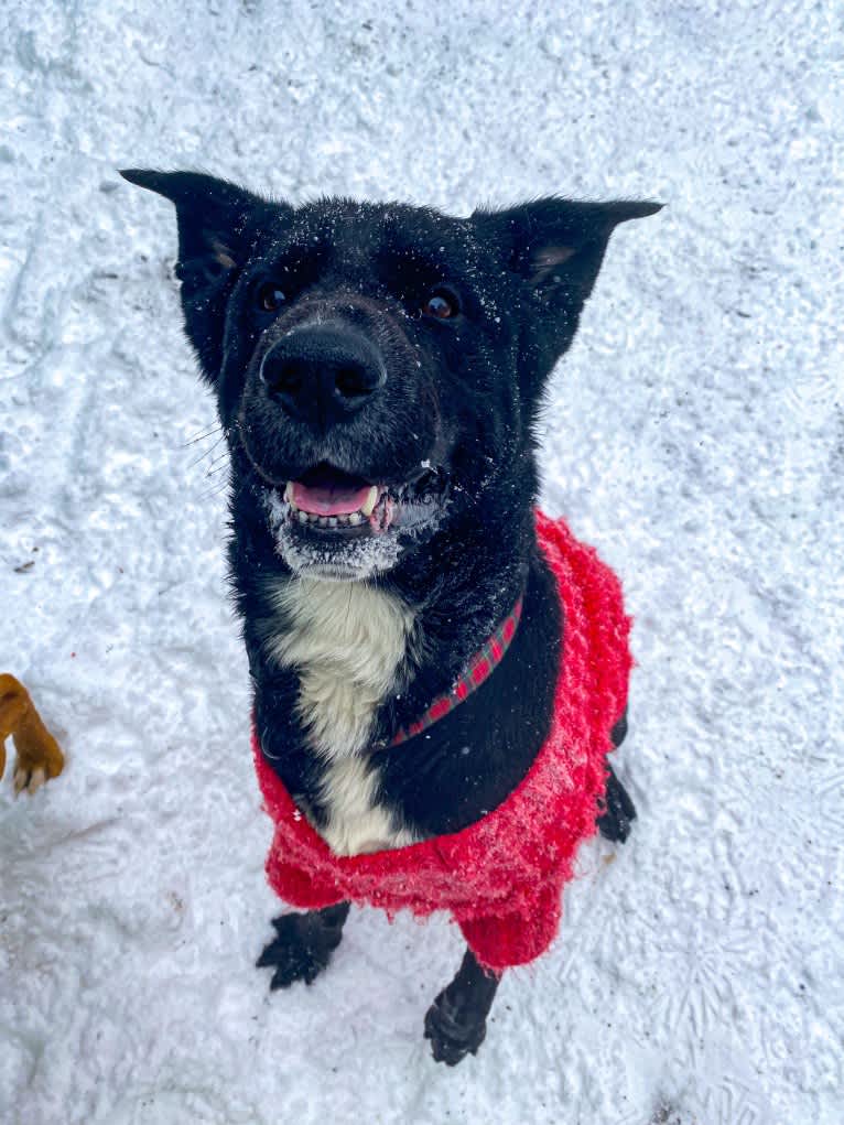 Kodak, an Australian Cattle Dog and Chow Chow mix tested with EmbarkVet.com