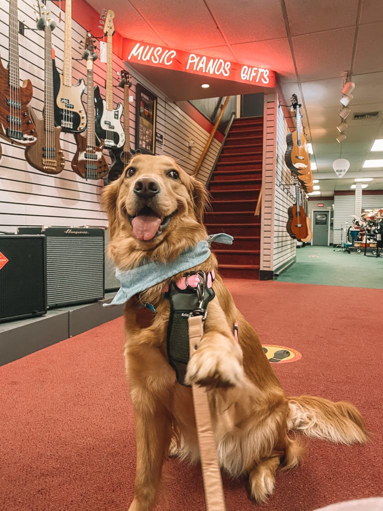 Marley, a Golden Retriever tested with EmbarkVet.com