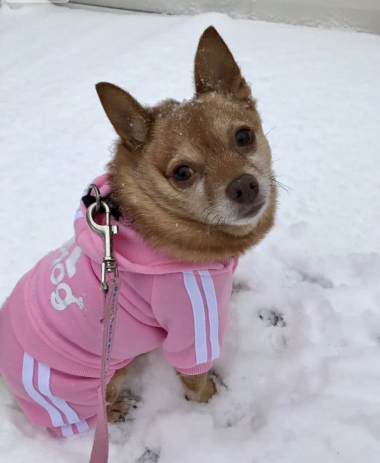 Rena Grace, a Miniature Pinscher and Pomeranian mix tested with EmbarkVet.com