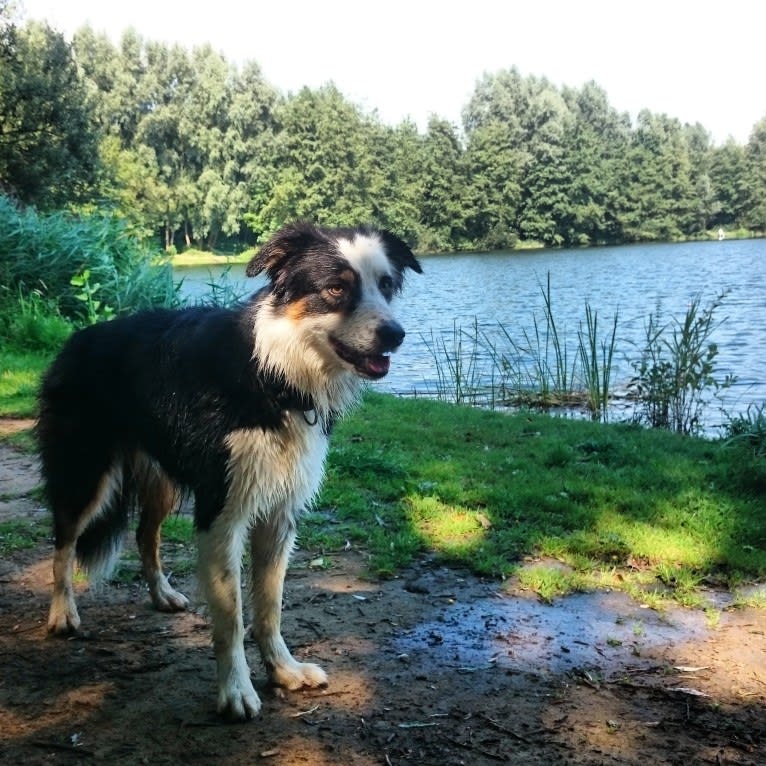 Ace, a Border Collie and German Shepherd Dog mix tested with EmbarkVet.com