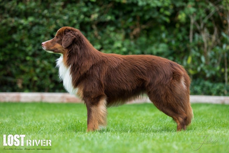 Nyko, an Australian Shepherd tested with EmbarkVet.com