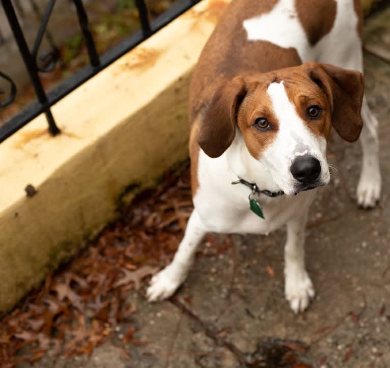 Ruthie, a Treeing Walker Coonhound tested with EmbarkVet.com