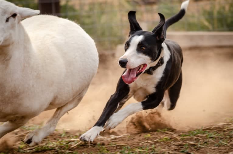 Rozyn, a Border Collie and American Pit Bull Terrier mix tested with EmbarkVet.com