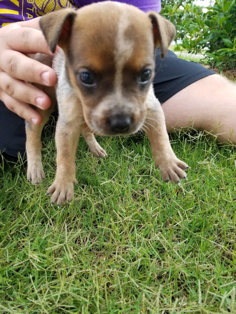 Tulsa Bleu, an Australian Cattle Dog and American Pit Bull Terrier mix tested with EmbarkVet.com