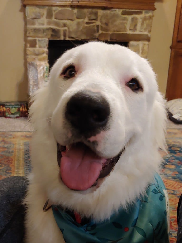 Bear, a Great Pyrenees and Labrador Retriever mix tested with EmbarkVet.com