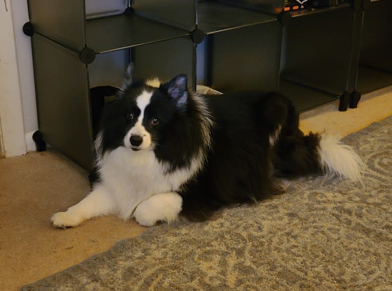 Rocko, an American Eskimo Dog and Shetland Sheepdog mix tested with EmbarkVet.com