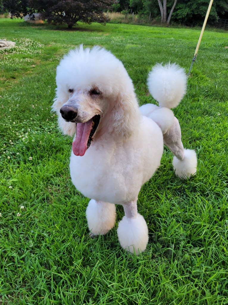 Cherokee, a Poodle (Standard) tested with EmbarkVet.com