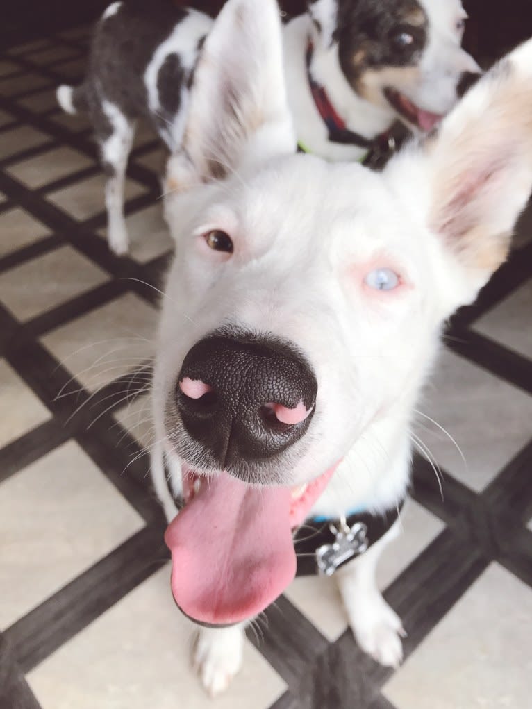 Finn, an Australian Cattle Dog and Australian Shepherd mix tested with EmbarkVet.com