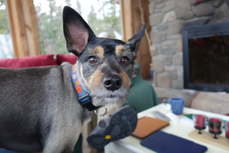 Baylee, a Yorkshire Terrier and German Shepherd Dog mix tested with EmbarkVet.com