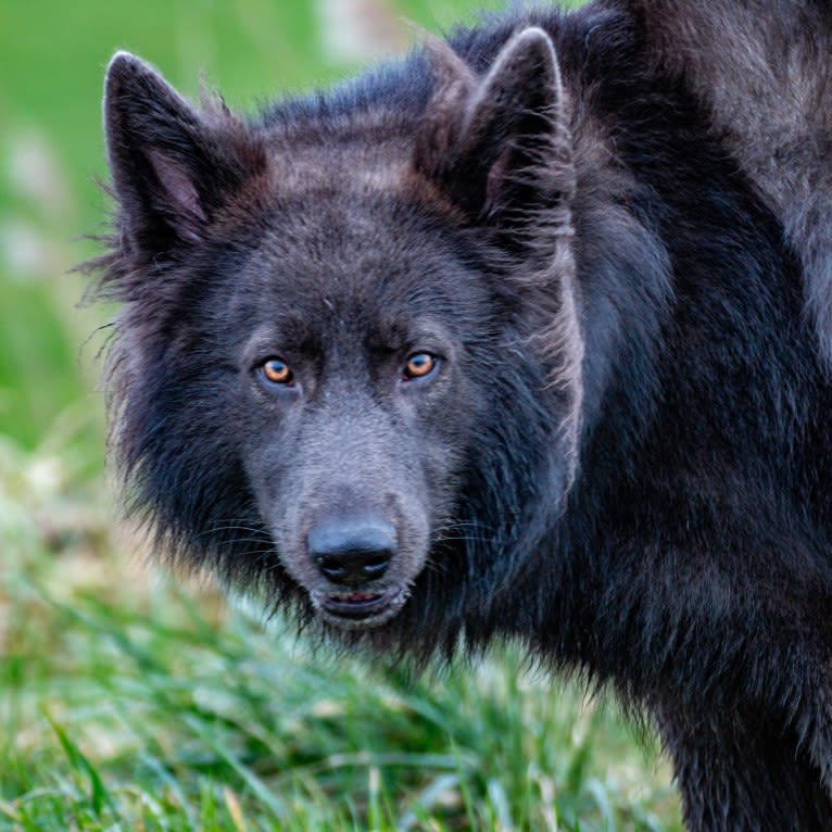 VERGIL, a German Shepherd Dog tested with EmbarkVet.com