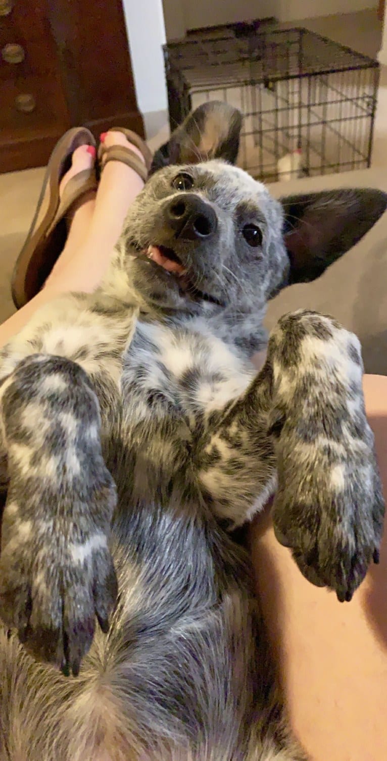 Willow, an Australian Cattle Dog tested with EmbarkVet.com