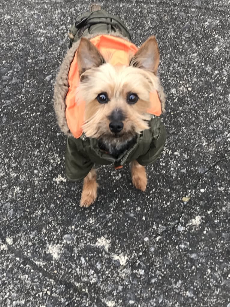 Diesel, a Silky Terrier tested with EmbarkVet.com