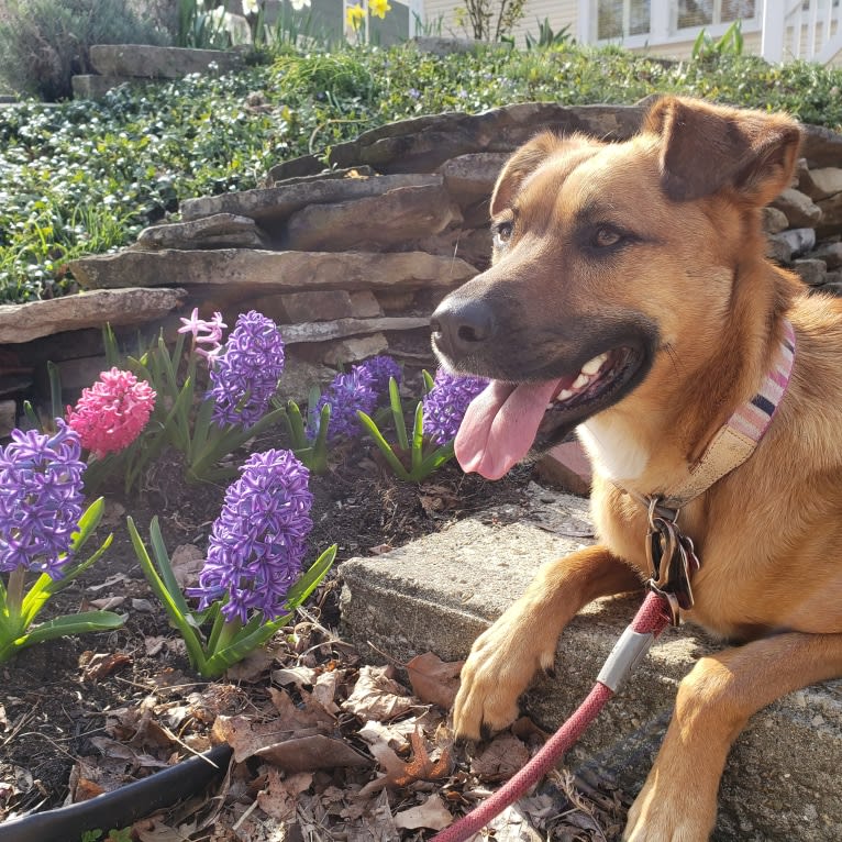 Gilly, a German Shepherd Dog and Boxer mix tested with EmbarkVet.com