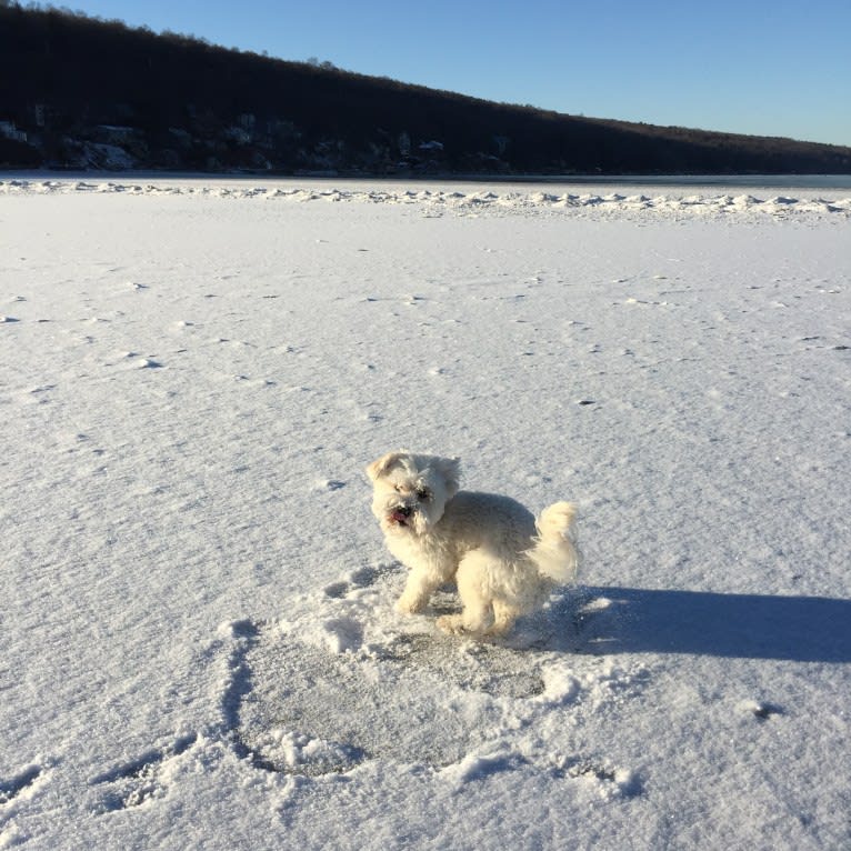 Bastien, a Havanese tested with EmbarkVet.com