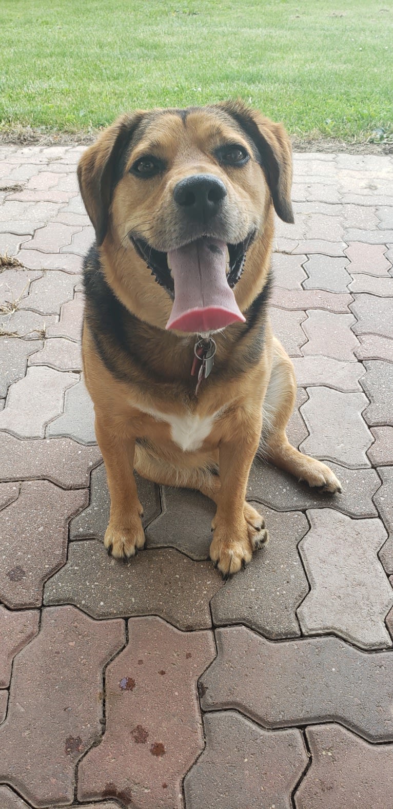 Thor, a Beagle and Australian Shepherd mix tested with EmbarkVet.com