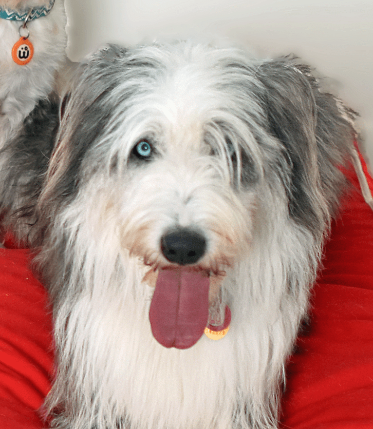 Poppy, an Old English Sheepdog and Siberian Husky mix tested with EmbarkVet.com