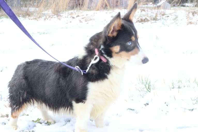 Butterball, a Pembroke Welsh Corgi tested with EmbarkVet.com