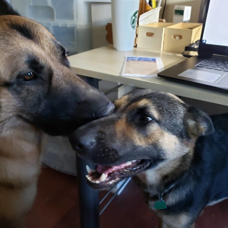 Jacob, a German Shepherd Dog tested with EmbarkVet.com