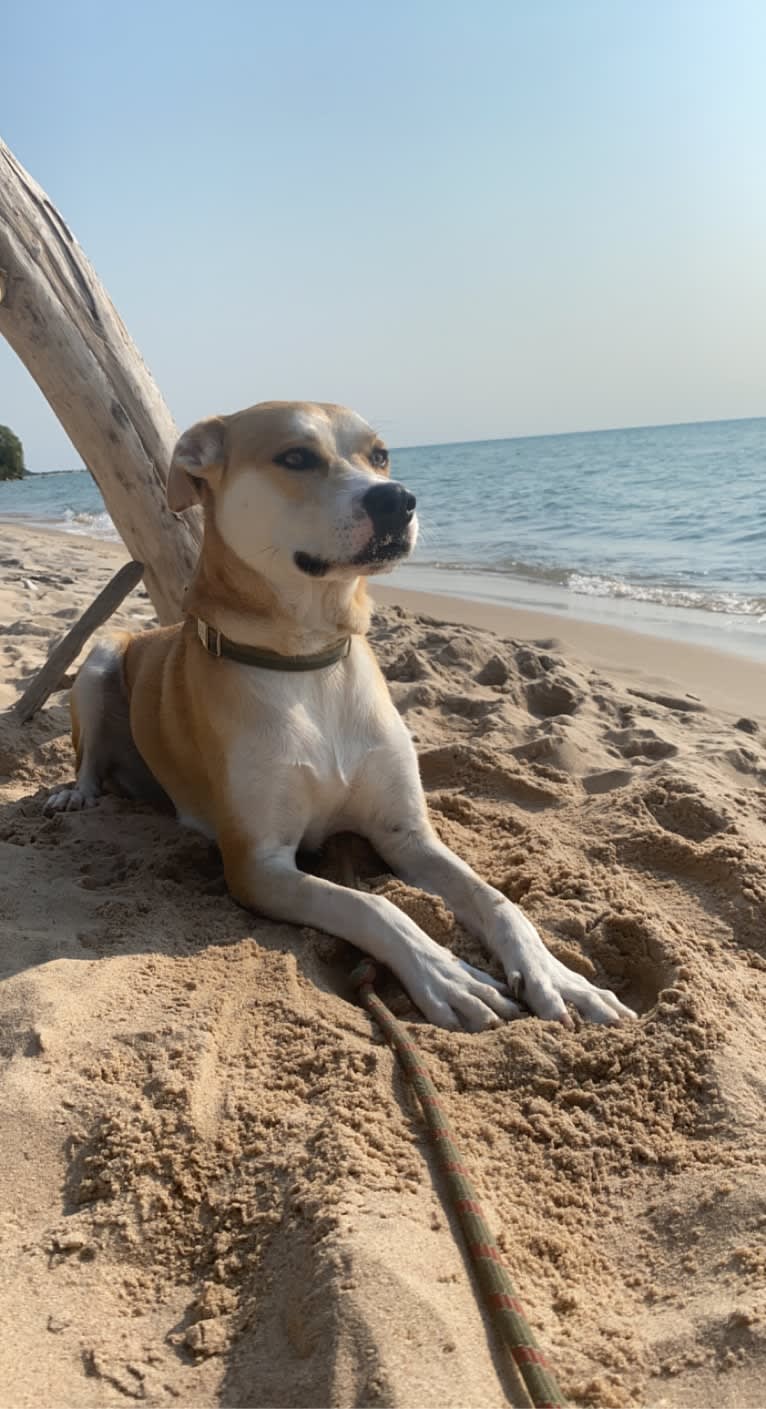 Frank, an American Pit Bull Terrier and Great Pyrenees mix tested with EmbarkVet.com