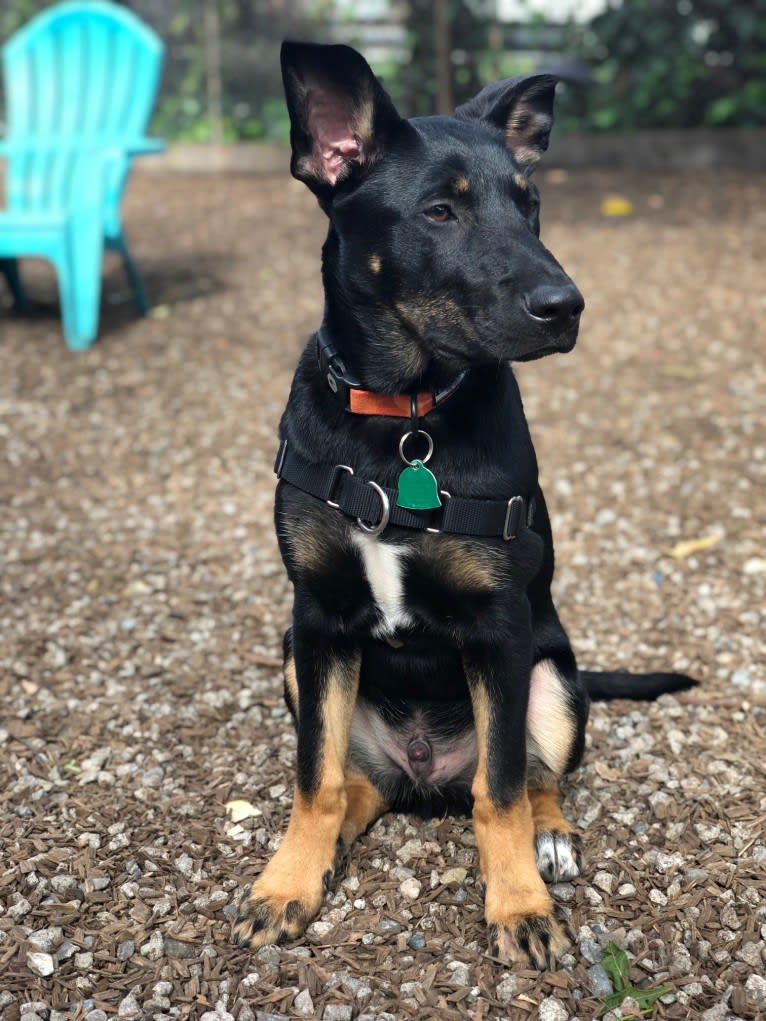 Goose, a German Shepherd Dog and Boxer mix tested with EmbarkVet.com