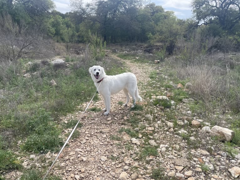 Opal, a Great Pyrenees and German Shepherd Dog mix tested with EmbarkVet.com