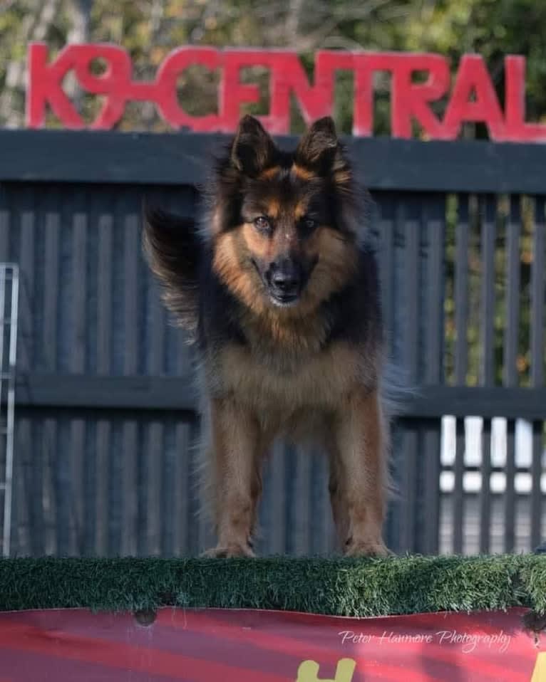 Arrizanna Nesarri Gala, a Bohemian Shepherd tested with EmbarkVet.com