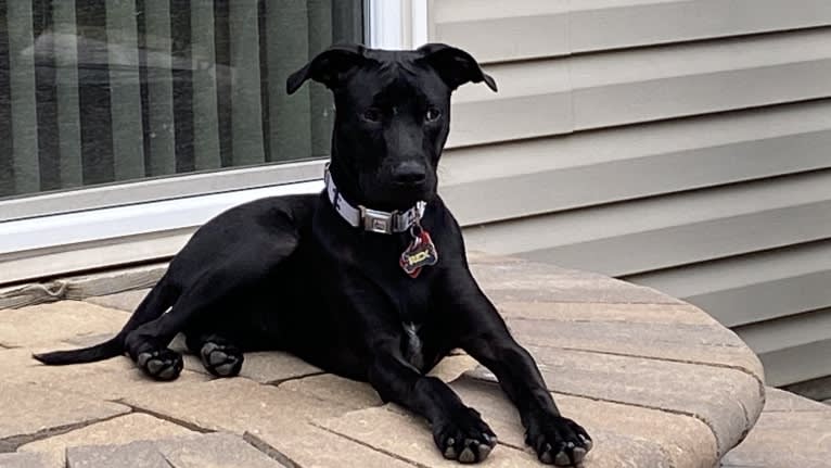 Rex, an American Pit Bull Terrier and Boxer mix tested with EmbarkVet.com