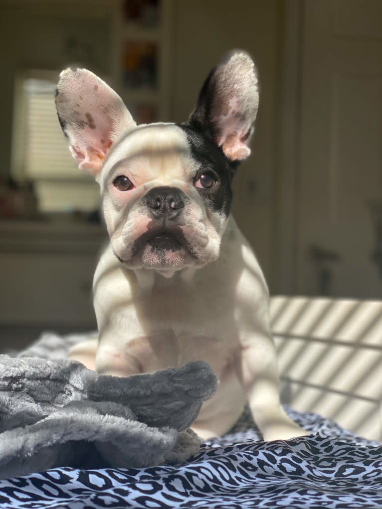 Foreign, a French Bulldog and Bulldog mix tested with EmbarkVet.com