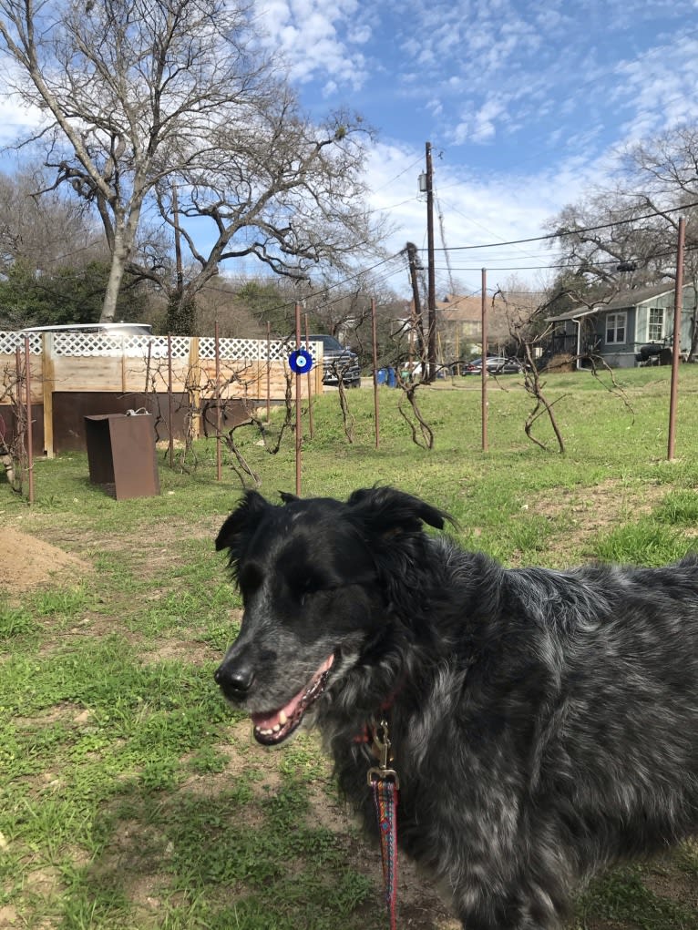 Fred, a Golden Retriever and Great Pyrenees mix tested with EmbarkVet.com