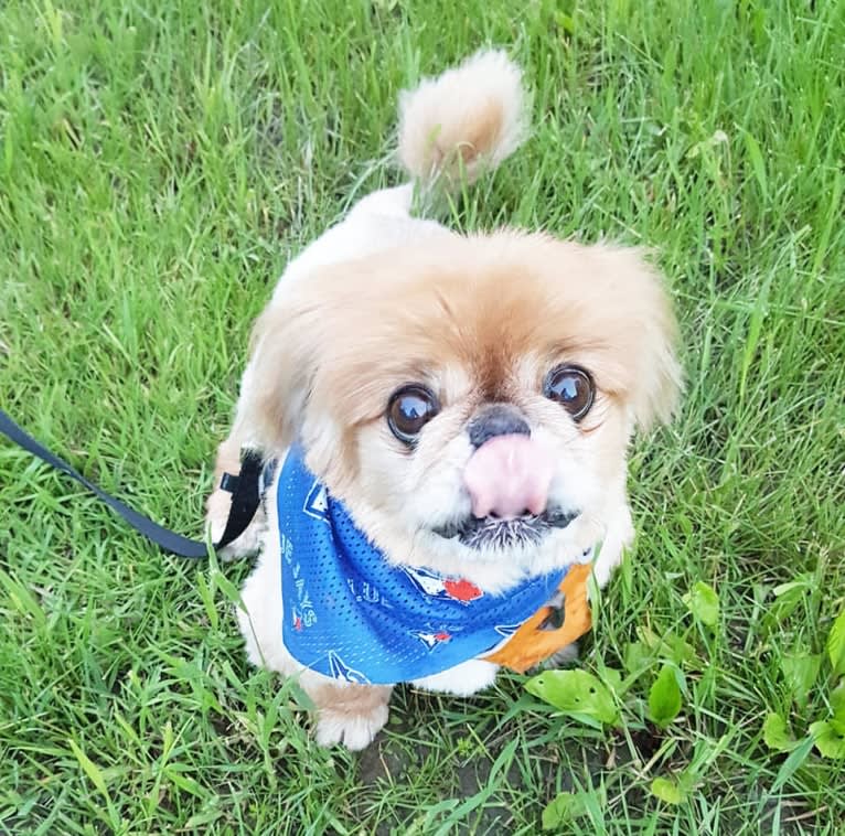 Ernest, a Pekingese tested with EmbarkVet.com