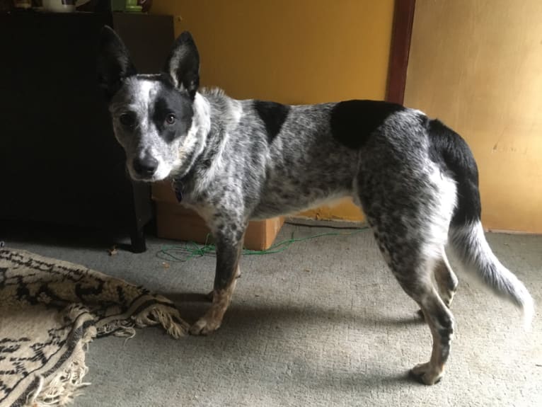 Prozac, an Australian Cattle Dog tested with EmbarkVet.com