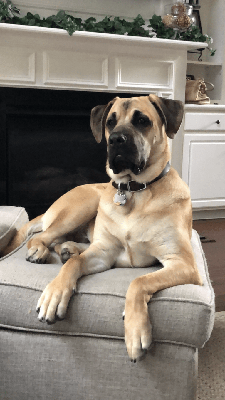 Baloo, a Cane Corso and Labrador Retriever mix tested with EmbarkVet.com