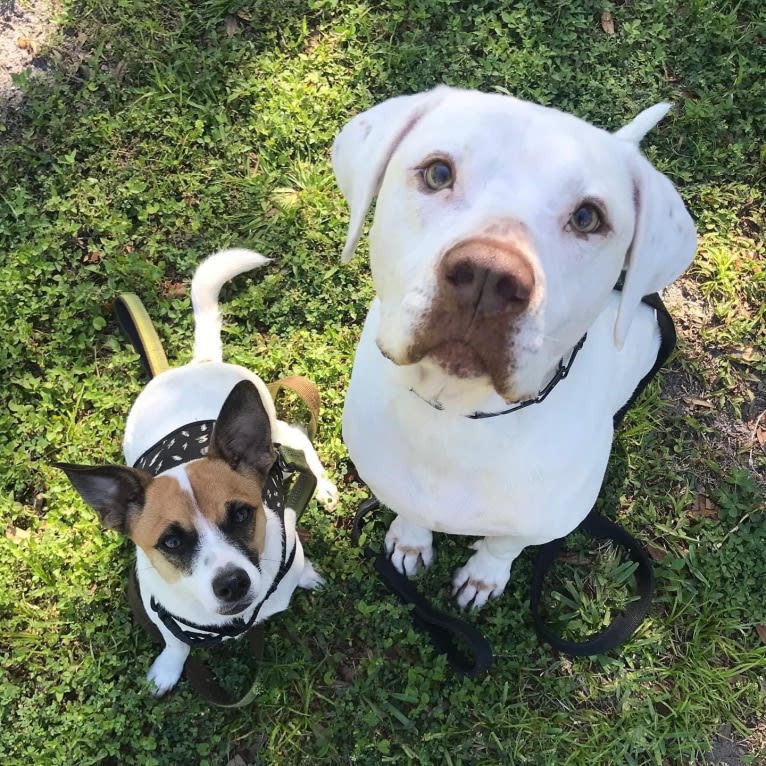 Murphy Lorenzo, an American Pit Bull Terrier and Brittany mix tested with EmbarkVet.com