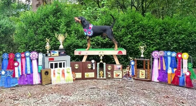 Wyatt, an American Leopard Hound tested with EmbarkVet.com