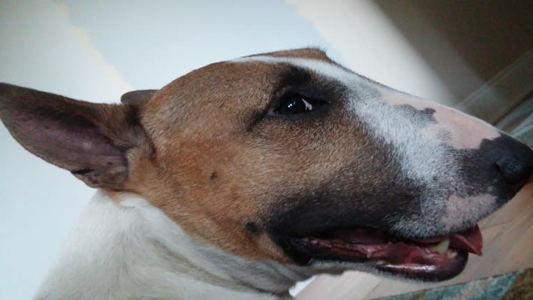 Boo, a Bull Terrier tested with EmbarkVet.com