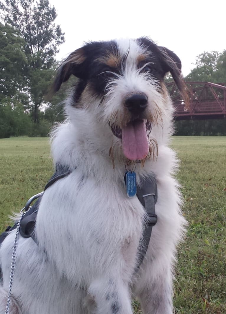 Caboose, an Australian Cattle Dog and Great Pyrenees mix tested with EmbarkVet.com