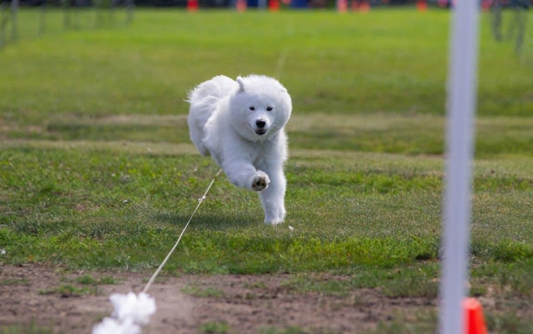 Letty, a Samoyed tested with EmbarkVet.com