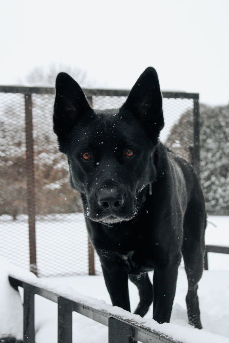 Harley, a German Shepherd Dog and Australian Shepherd mix tested with EmbarkVet.com