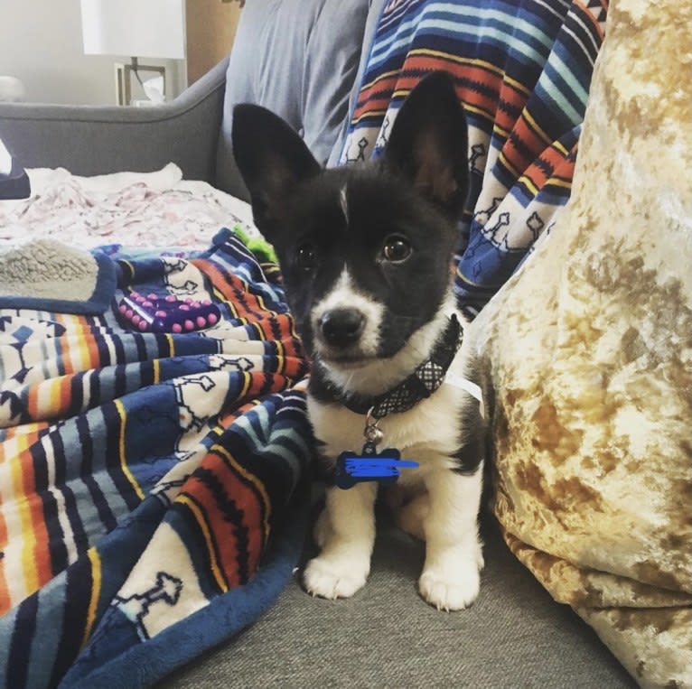 Cooper, a Pembroke Welsh Corgi and Russell-type Terrier mix tested with EmbarkVet.com