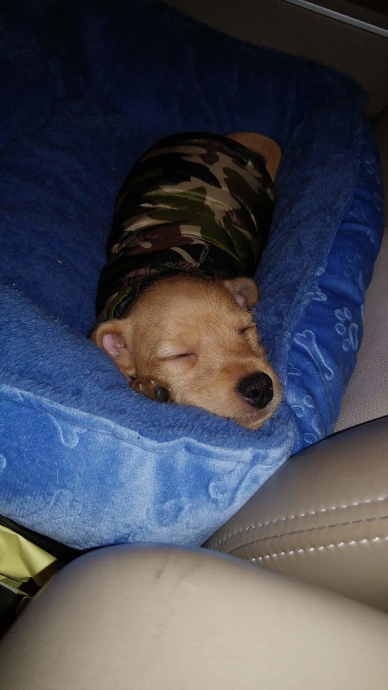 Zuma, a Chihuahua and Pomeranian mix tested with EmbarkVet.com