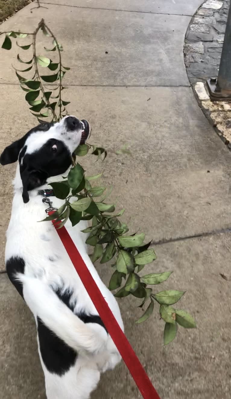 Eleven, a Bulldog and Great Pyrenees mix tested with EmbarkVet.com