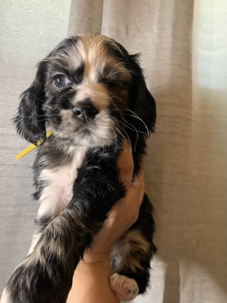 Vaquita, a Cocker Spaniel tested with EmbarkVet.com