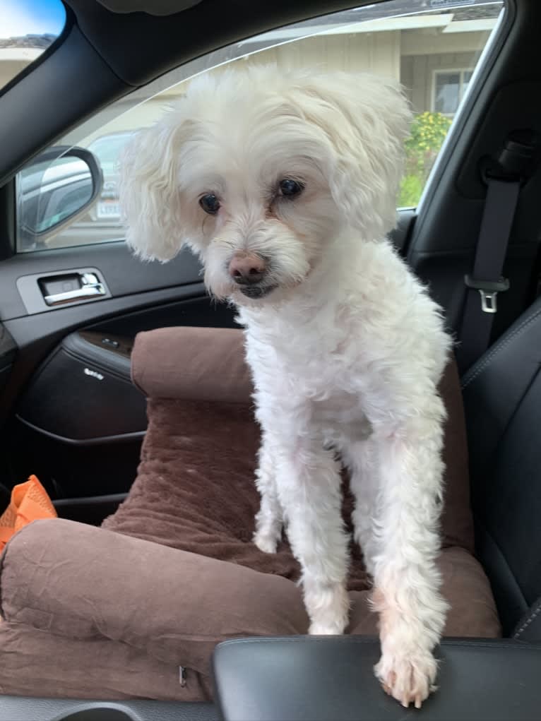 Q-Tip, a Poodle (Small) and American Eskimo Dog mix tested with EmbarkVet.com