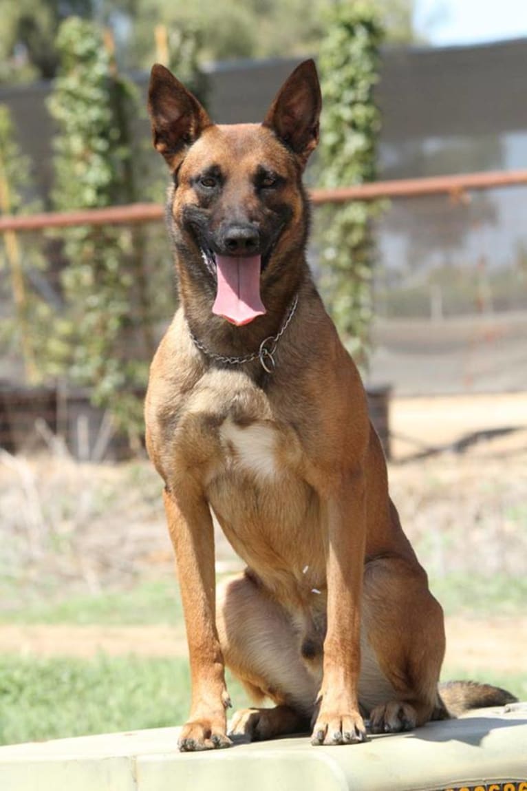 Ares, a Belgian Shepherd tested with EmbarkVet.com