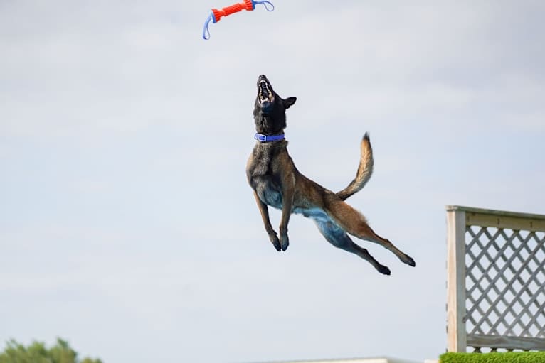 Valor, a Belgian Shepherd tested with EmbarkVet.com