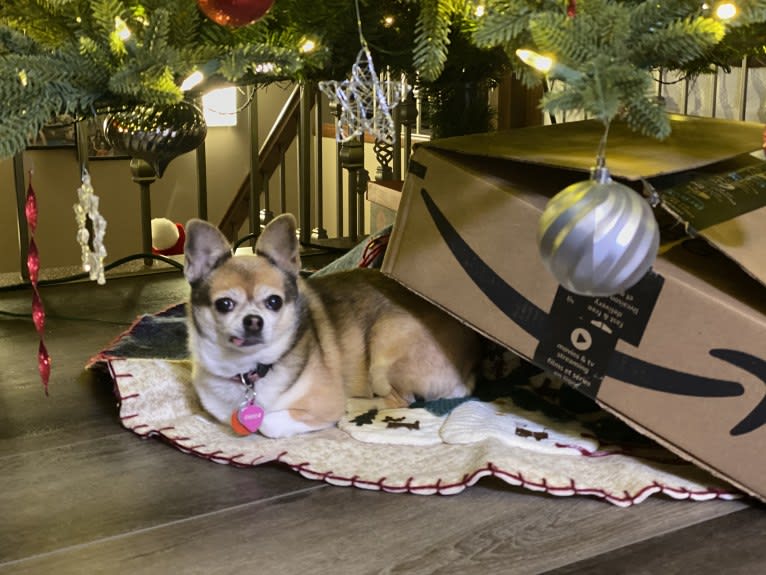 Chica, a Pomchi tested with EmbarkVet.com