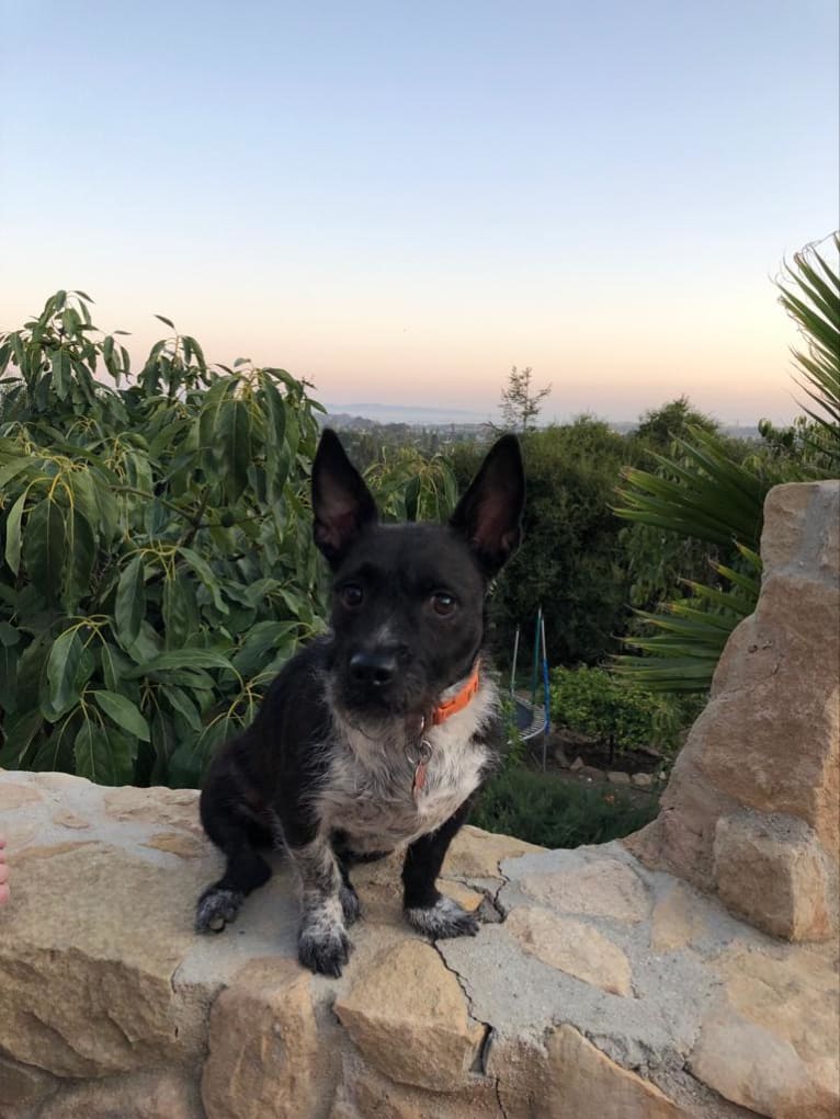 Bella, a Poodle (Small) and American Bully mix tested with EmbarkVet.com