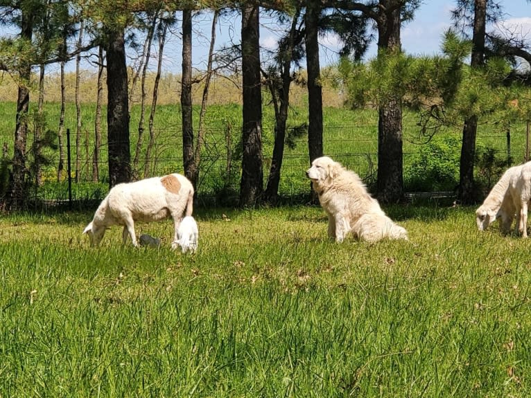 Kenai, a Great Pyrenees tested with EmbarkVet.com