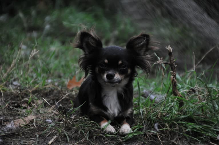 Elusive Acres Darkest Lullaby, a Chihuahua tested with EmbarkVet.com